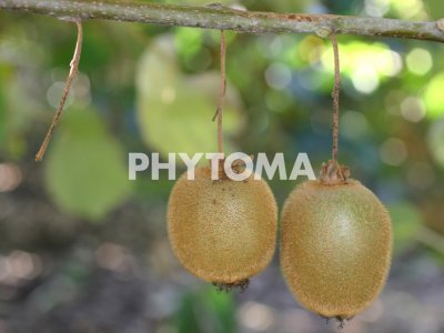 Phomopsis actinidiae